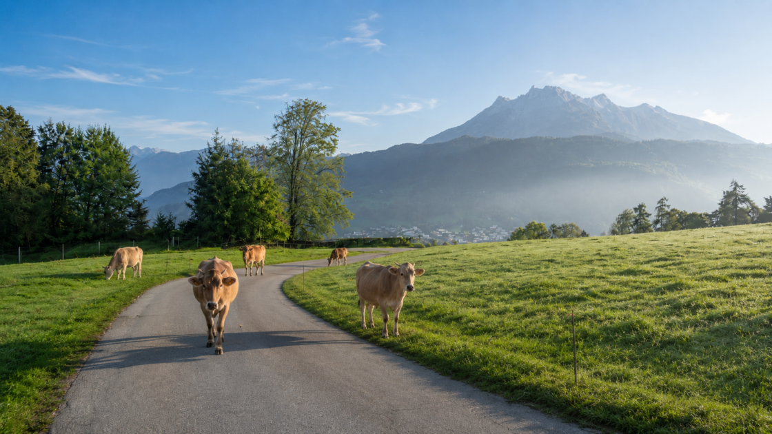 Farms Walking Tour & Cheese Tasting